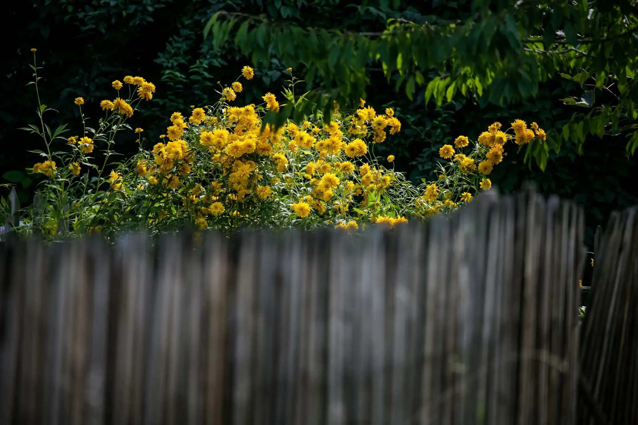 Muzeum Okręgowe w Nowym Sączu realizuje projekt „Drzewo świata – rośliny w kulturze ludowej Sądecczyzny