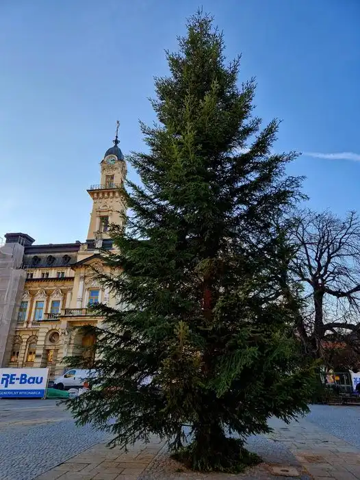 Nowosądecki Rynek w świątecznym klimacie. Choinka z Rożnowa gotowa na dekoracje