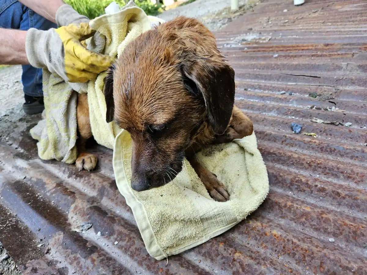 Nowy Sącz: Na ul. Zyndrama pies wpadł do studni. Na pomoc ruszyli strażacy