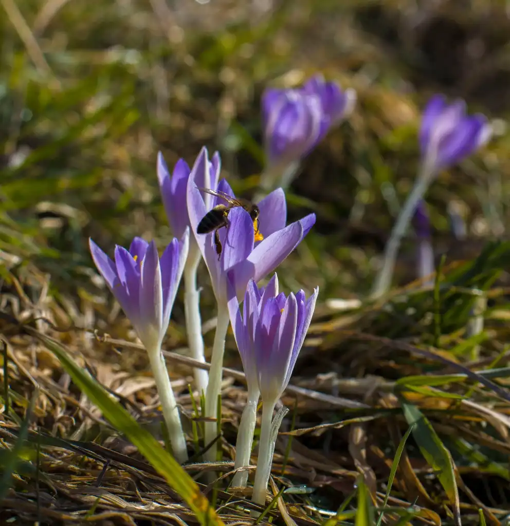 Krokusy i pierwszy dzień wiosny w muszyńskich ogrodach