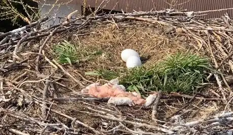 Strażacy pomogli...bocianowi