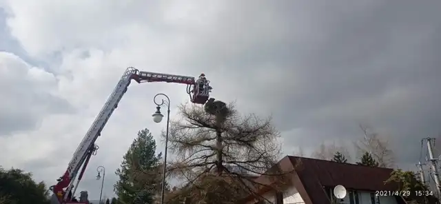 Strażacy pomogli...bocianowi