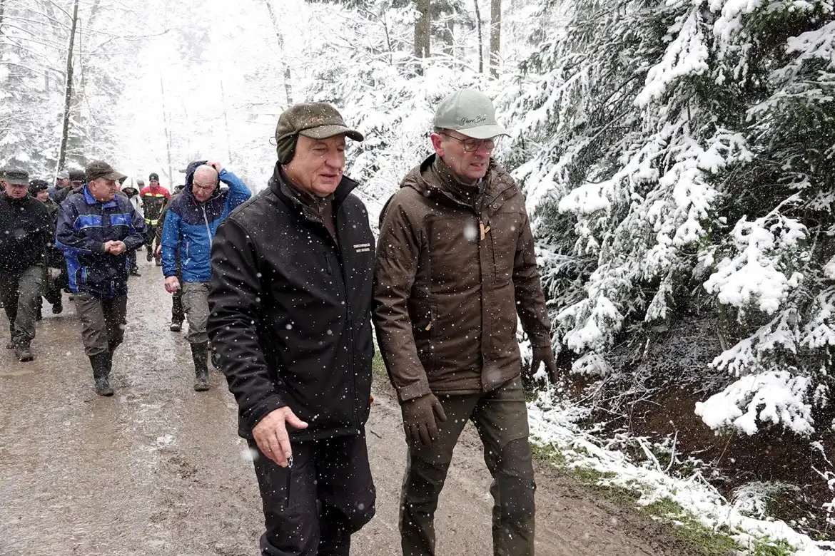 Jarząb brekinia wzbogacił las w Rdziostowie