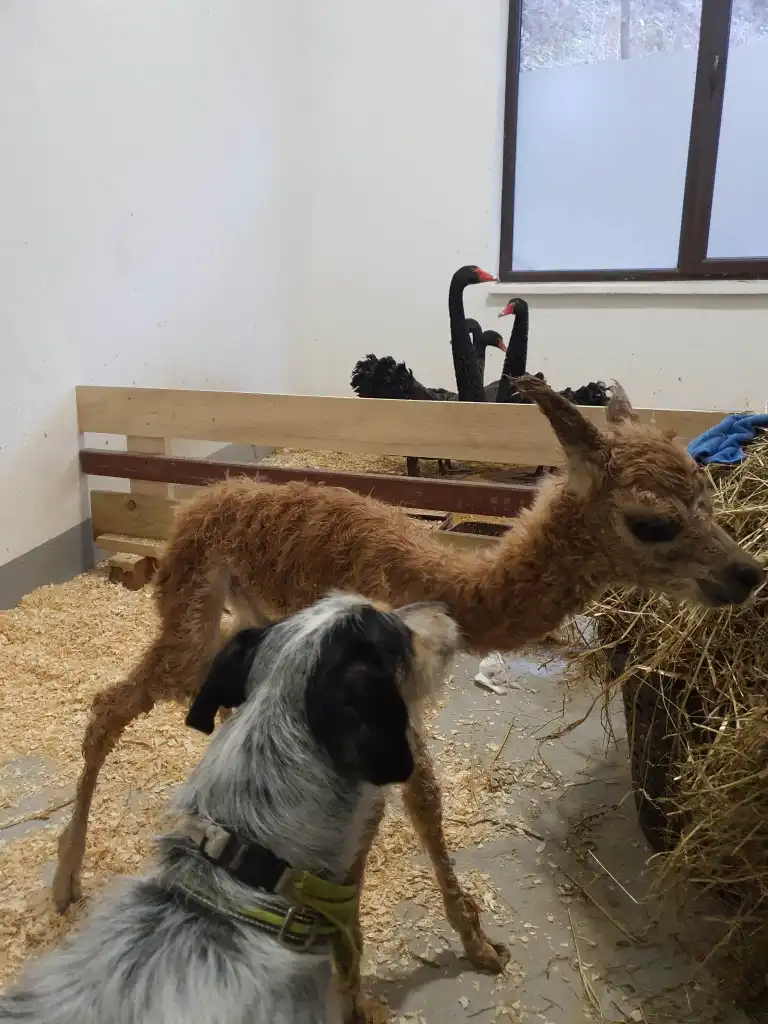 Nowy mieszkaniec muszyńskich ogrodów tematycznych
