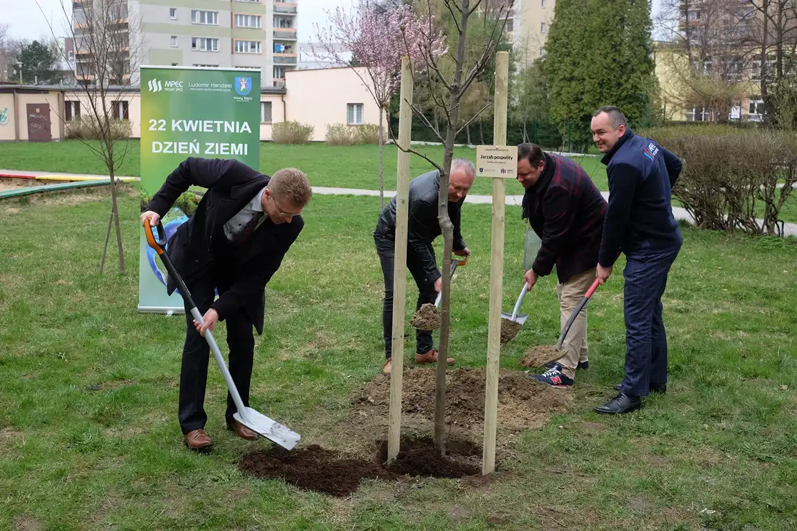 Sądecki MPEC kontynuuje nasadzenia drzew
