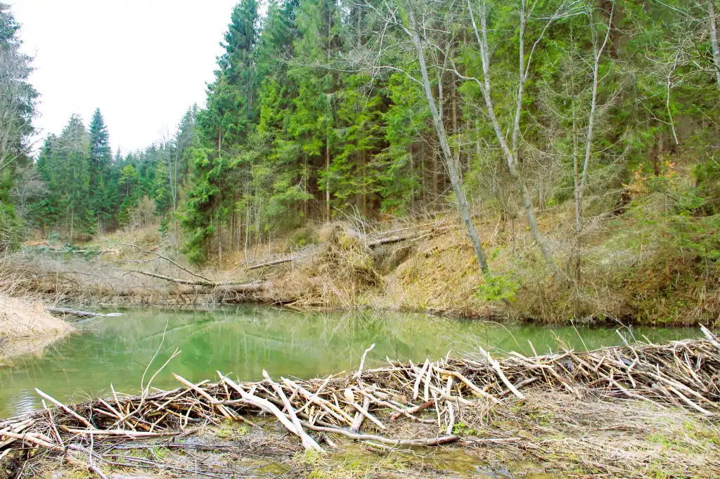 Nowa przyrodnicza atrakcja w Tyliczu