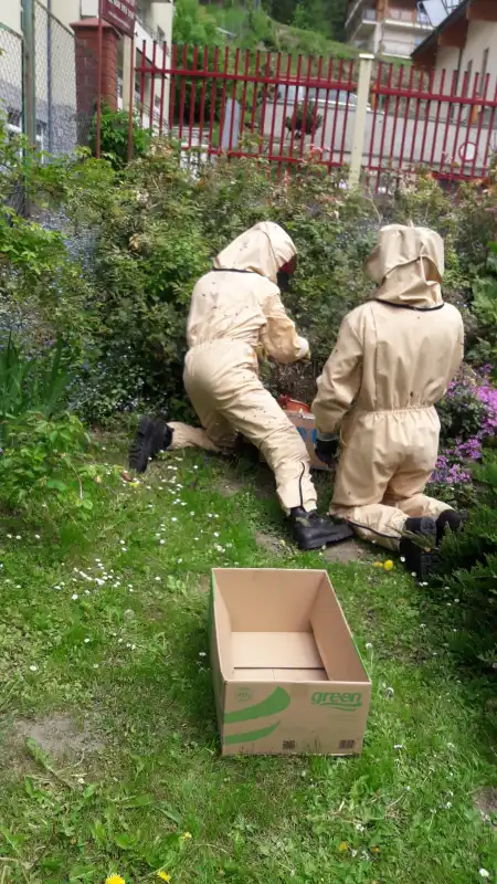 Krynica-Zdrój: Rój pszczół zagrażał przechodniom. Pomogli strażacy