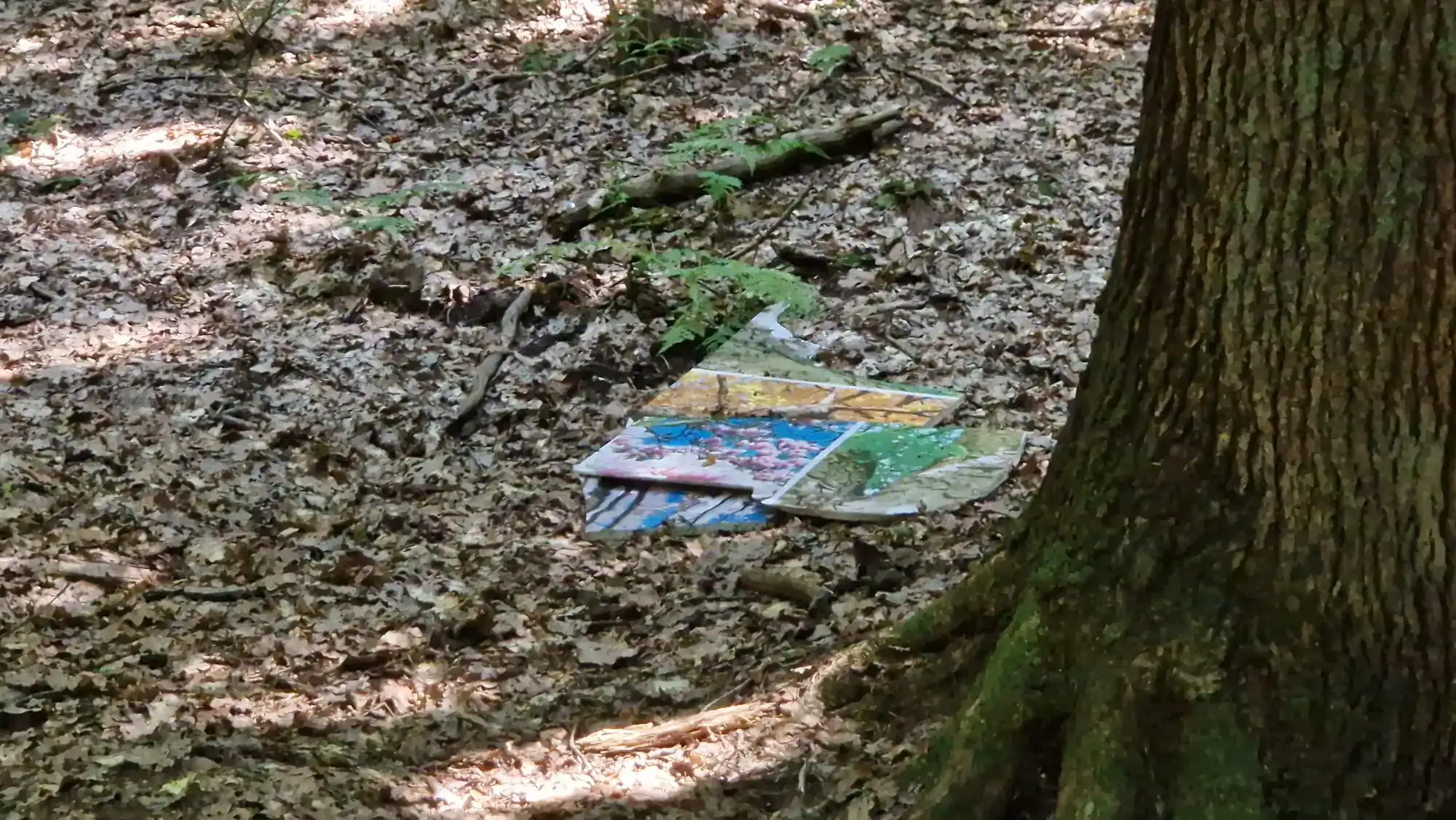 Rewitalizacja Lasku Falkowskiego coraz bliżej. Zniszczona ścieżka przyrodnicza odzyska blask