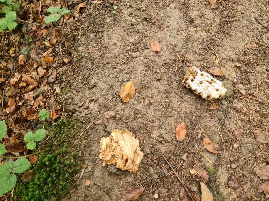 Tropie: szerszenie pogryzły pielgrzymów