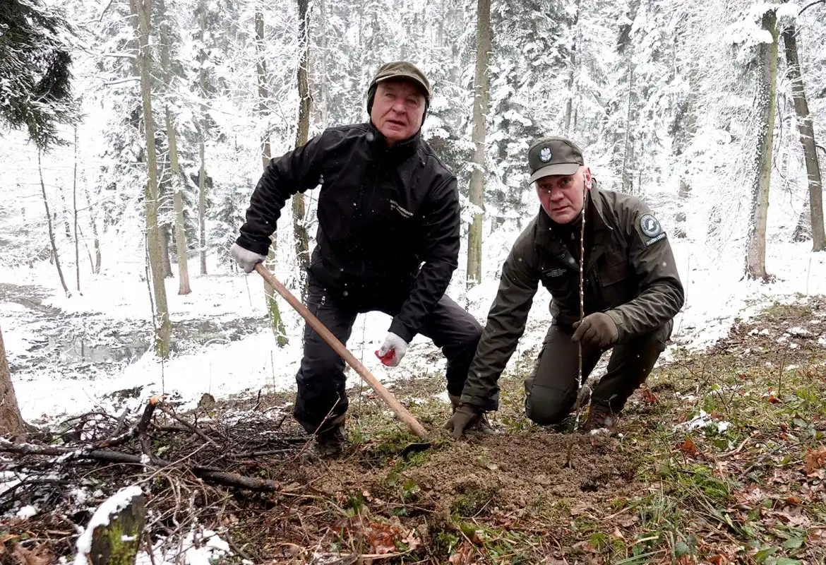 Jarząb brekinia wzbogacił las w Rdziostowie