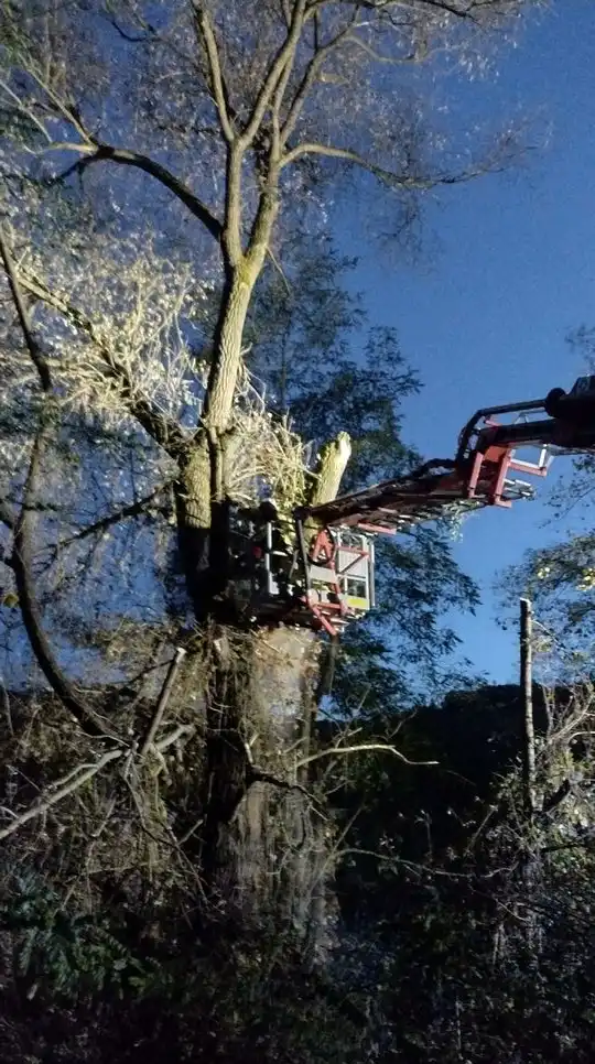 Bobry kontra strażacy. Nietypowa akcja ratownicza w Żegiestowie