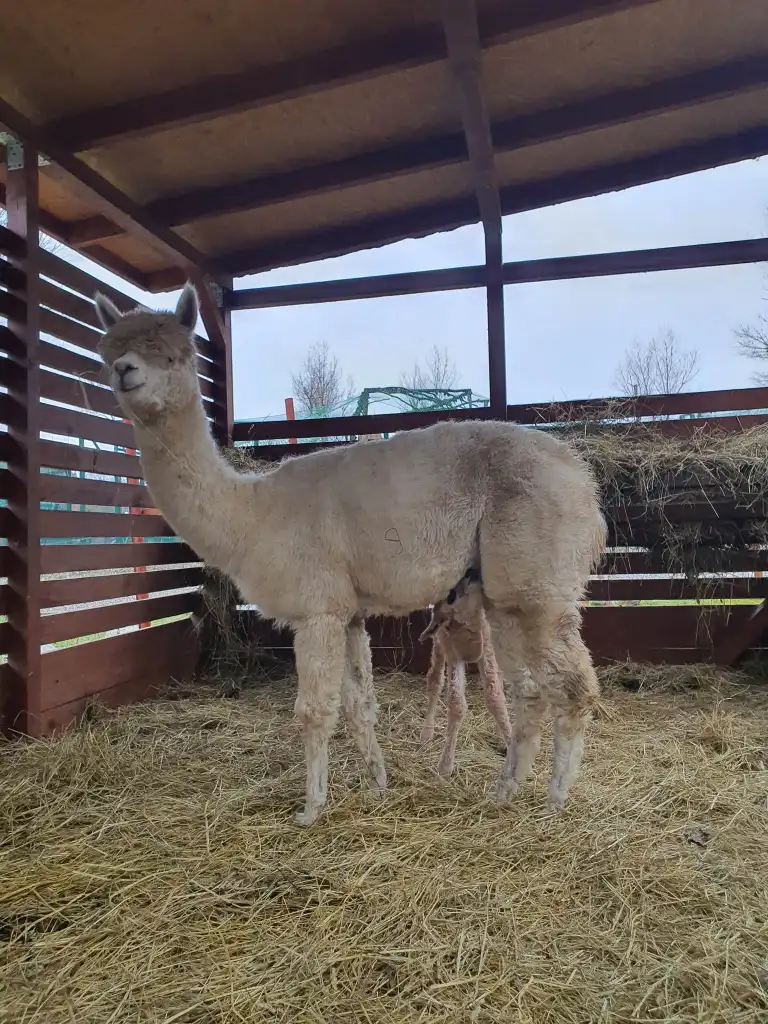 Nowy mieszkaniec muszyńskich ogrodów tematycznych