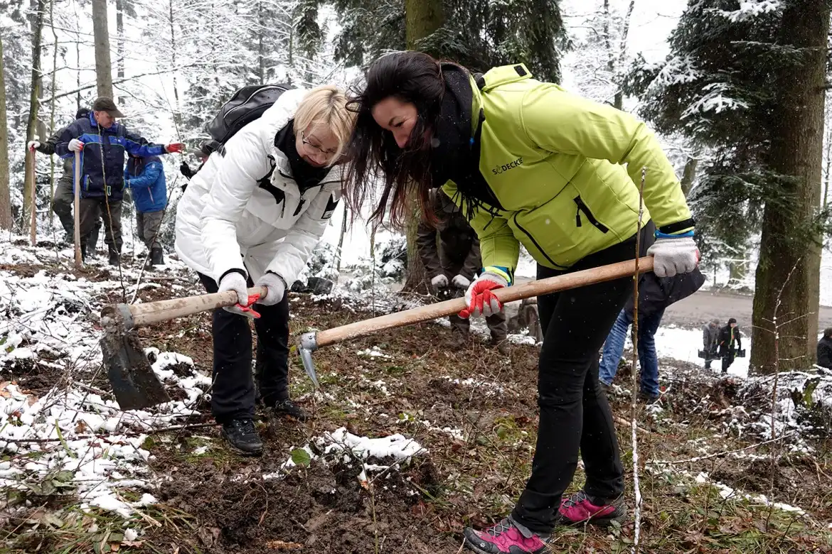 Jarząb brekinia wzbogacił las w Rdziostowie