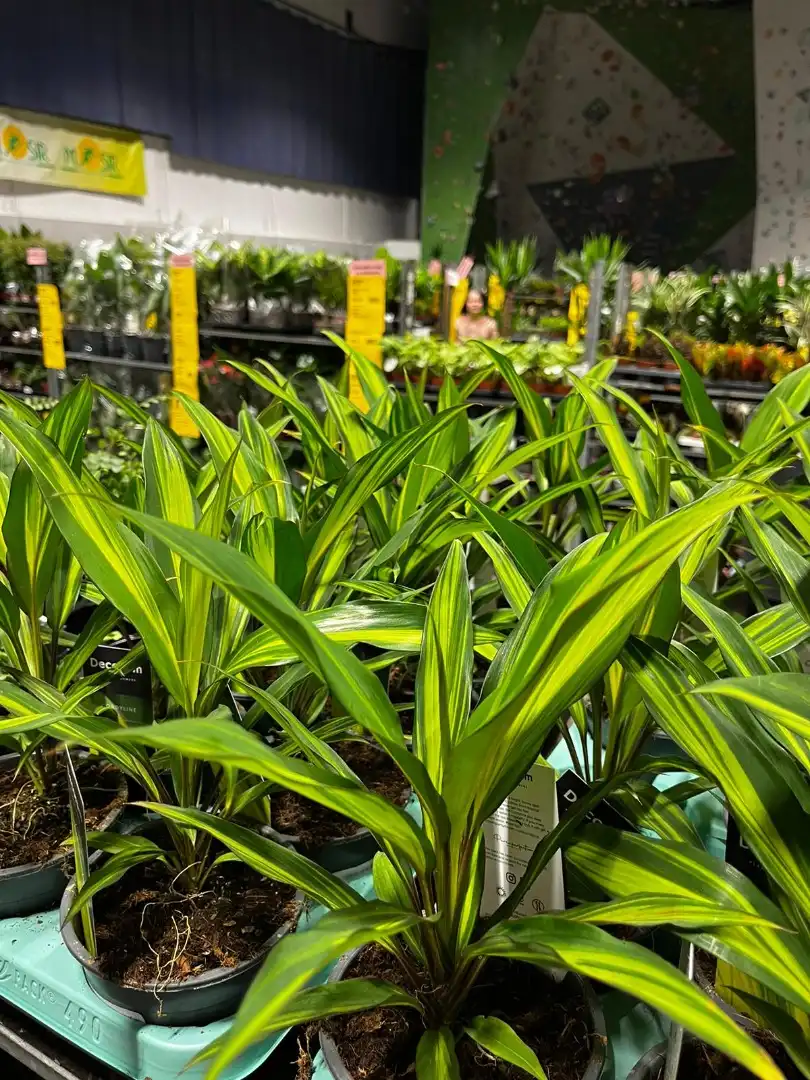 Kolejna edycja największego targu roślin doniczkowych w Krakowie!