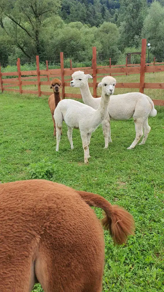 Nowy mieszkaniec alpakowej rodziny w Muszyńskich Ogrodach