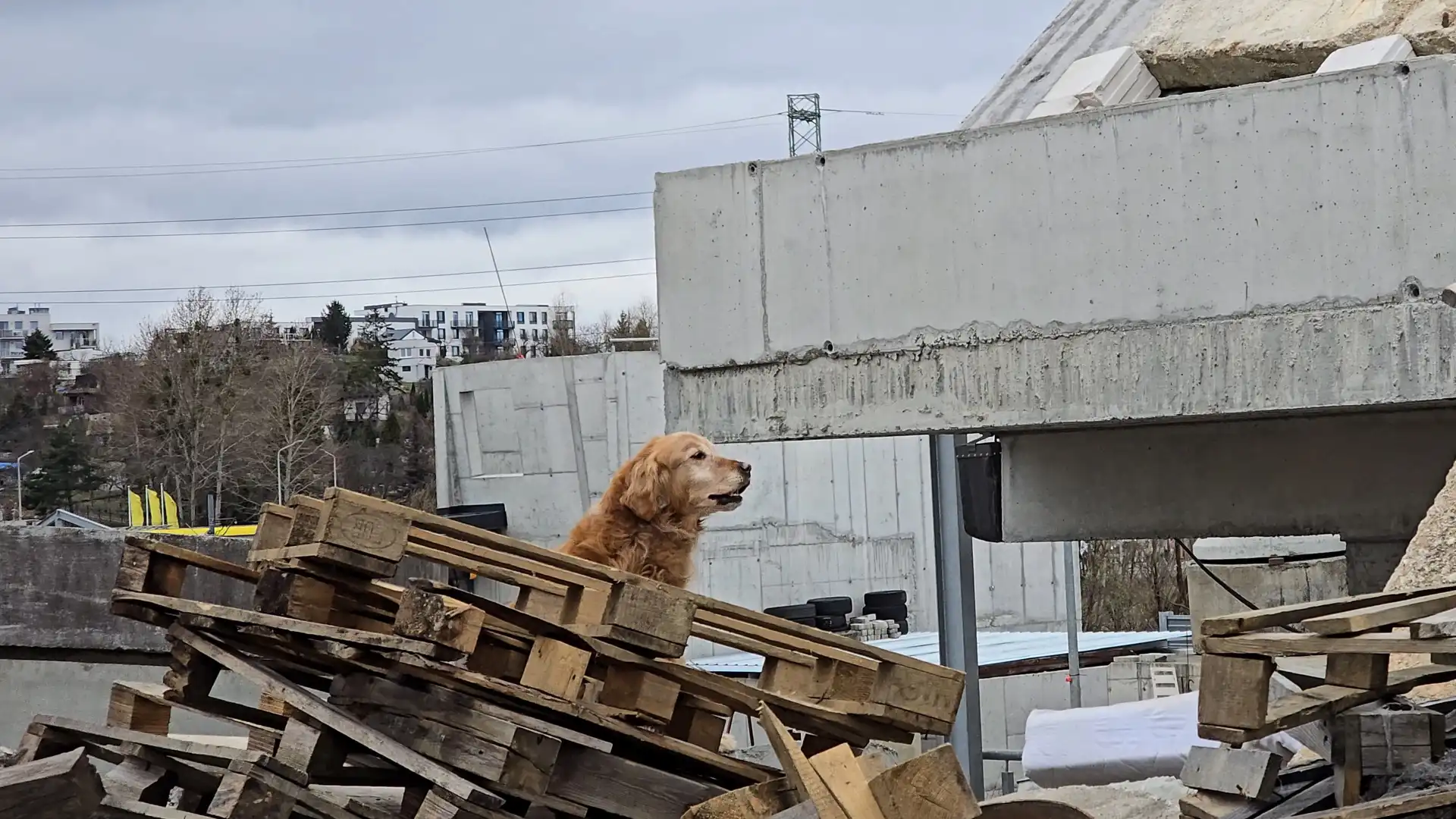 Czworonożni bohaterowie na gruzowiskach. Ćwiczenia ratownicze w Gdańsku