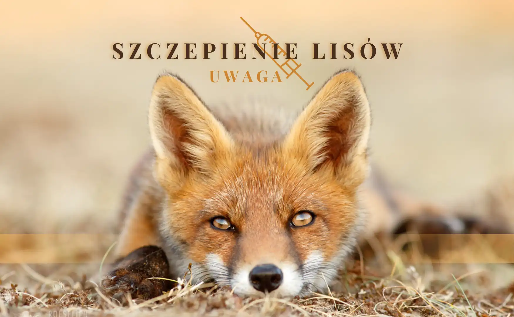 Małopolska: Wiosenna akcja ochronnego szczepienia lisów