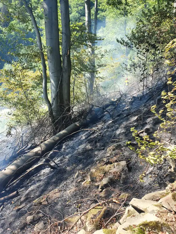 Pożar lasu w Żegiestowie. Z ogniem walczyło 12 zastępów straży