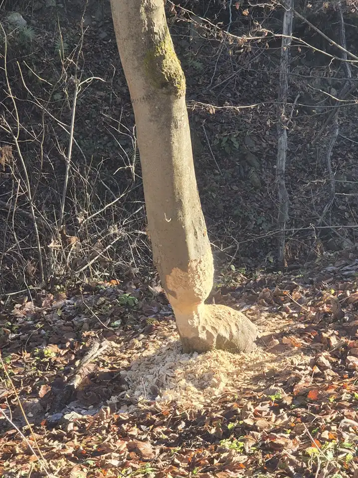 Bobry kontra linie energetyczne. Nietypowa interwencja OSP Obidza