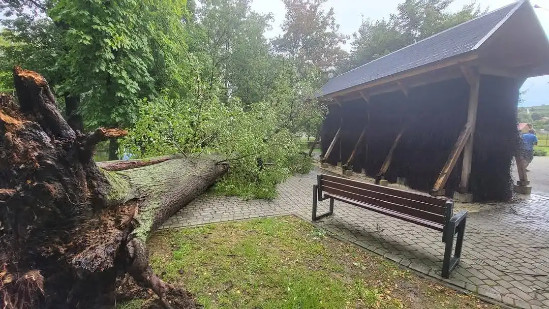 Ostrożnie w parku! Wkrótce prace związane z wycinką drzew