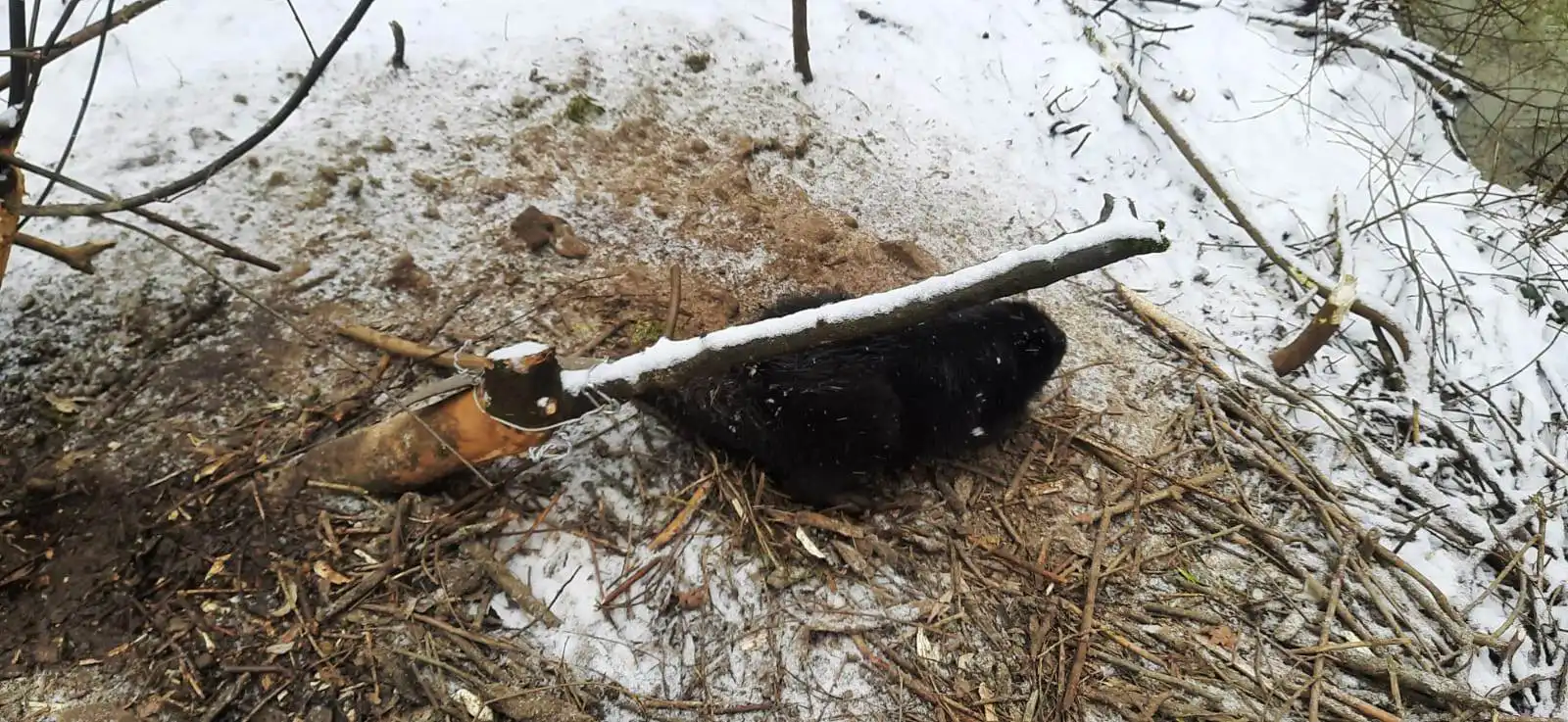 Dwie niecodzienne akcje strażaków
