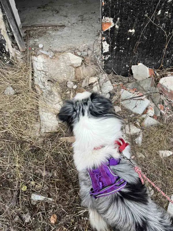 Próba w opuszczonym hotelu. Psy ratownicze OSP Nowy Sącz na szkoleniu