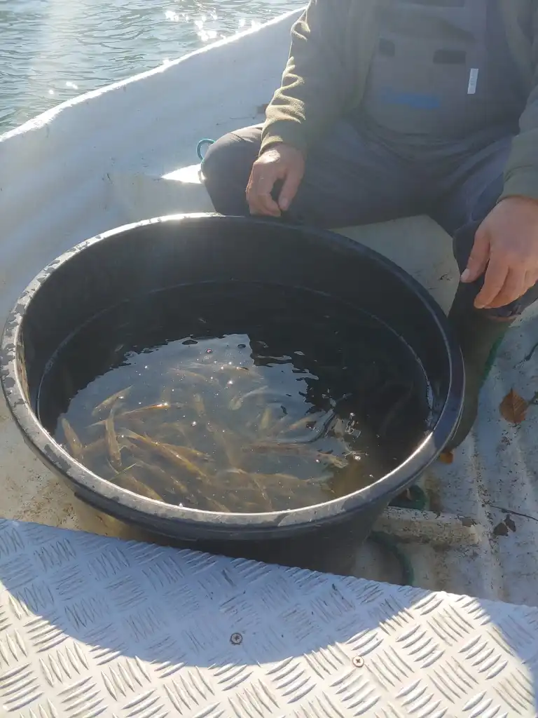 Zawisza" w akcji. Jesienne zarybianie Jeziora Rożnowskiego