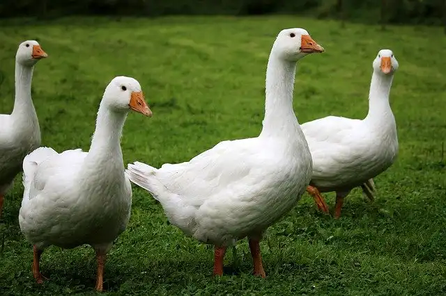 Ważna informacja dla hodowców gęsi dotycząca grypy ptaków (HPAI)