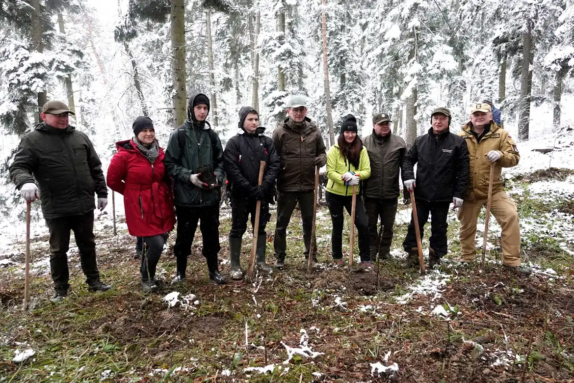 Jarząb brekinia wzbogacił las w Rdziostowie