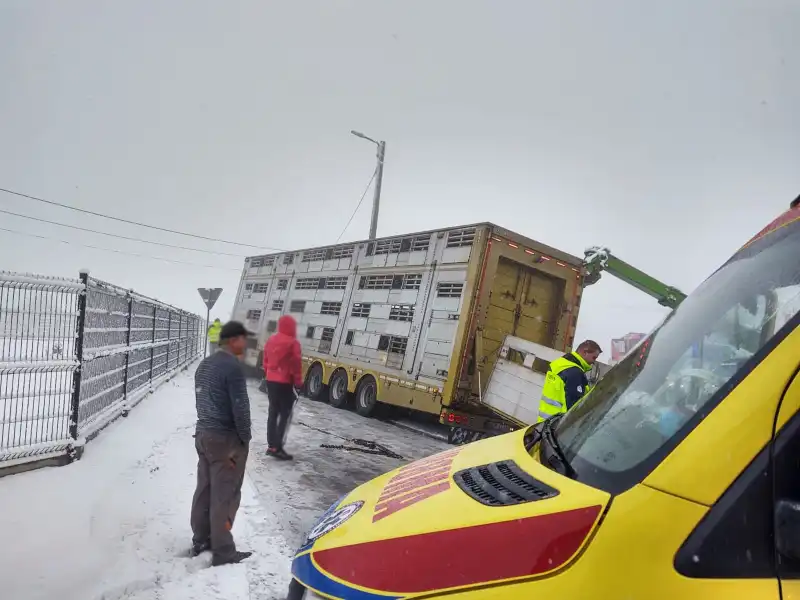 Trzetrzewina: naczepa w której przewożone były zwierzęta osunęła się z drogi