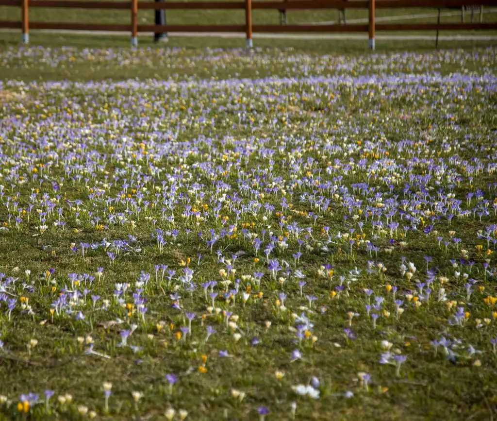 Krokusy i pierwszy dzień wiosny w muszyńskich ogrodach