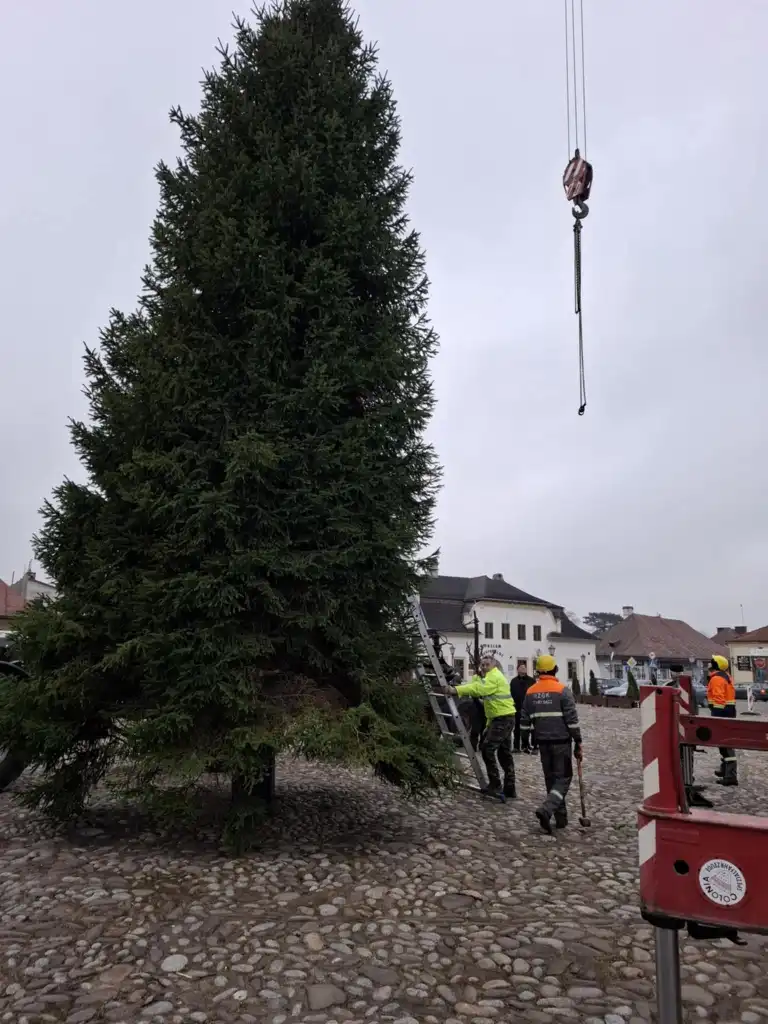 Gmina Stary Sącz rozpoczyna przygotowania do świąt. Choinka już na rynku
