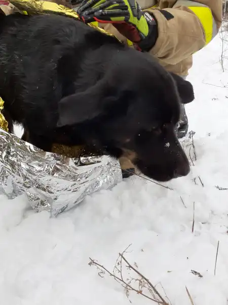 Niecodzienna interwencja policjantów z bieckiego Komisariatu i strażaków