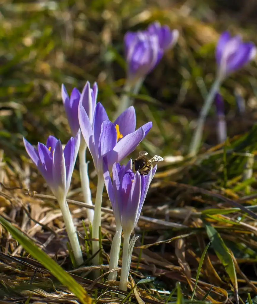 Krokusy i pierwszy dzień wiosny w muszyńskich ogrodach