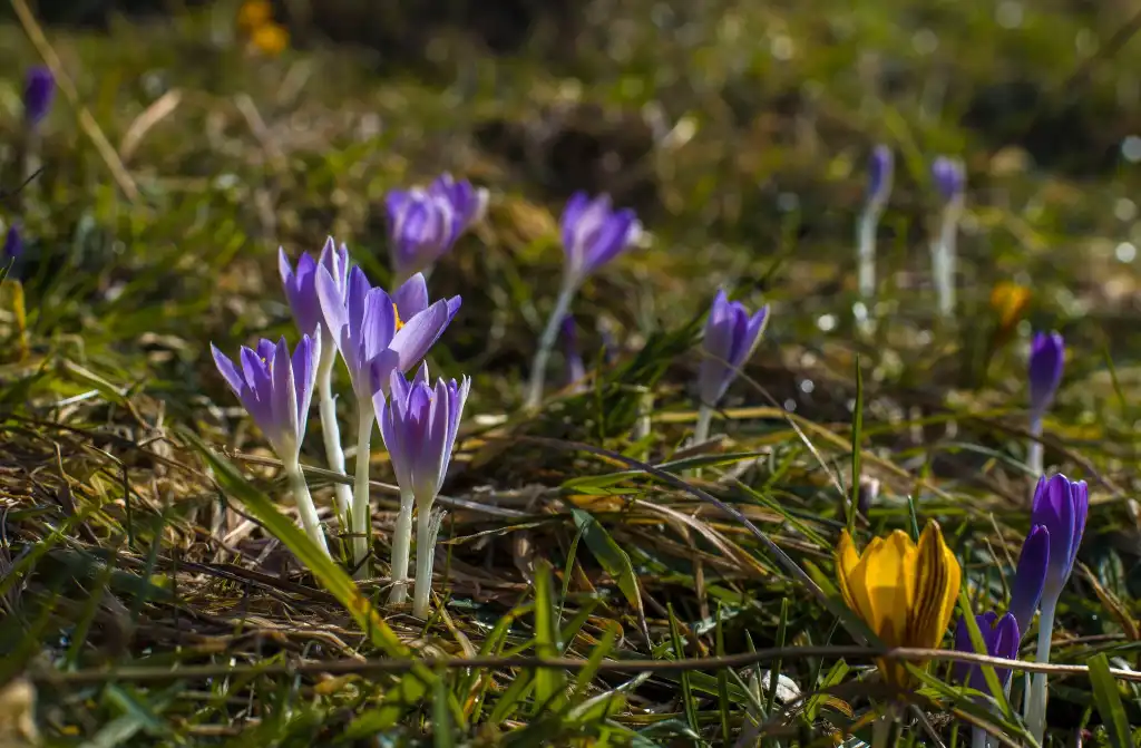 Krokusy i pierwszy dzień wiosny w muszyńskich ogrodach