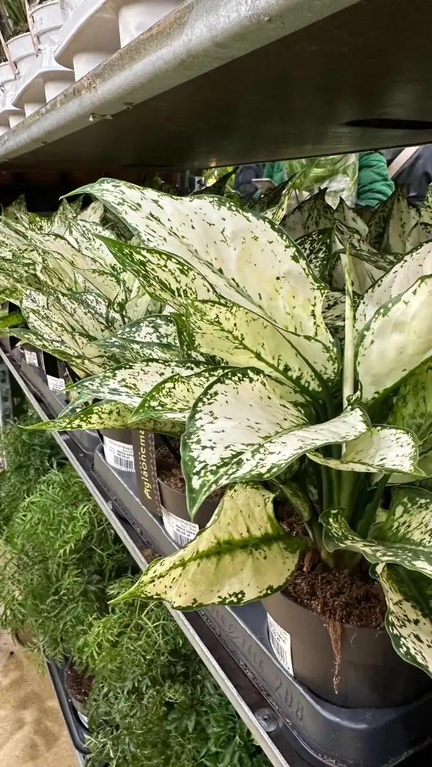 Kolejna edycja największego targu roślin doniczkowych w Krakowie!