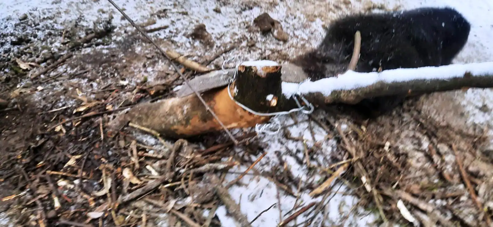 Dwie niecodzienne akcje strażaków