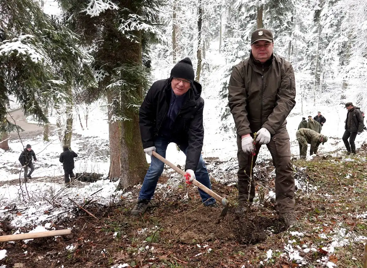 Jarząb brekinia wzbogacił las w Rdziostowie