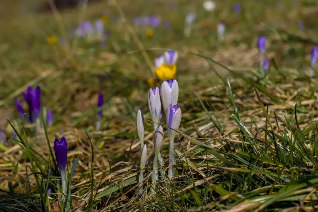 Krokusy i pierwszy dzień wiosny w muszyńskich ogrodach