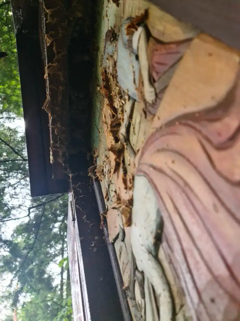 Tropie: szerszenie pogryzły pielgrzymów