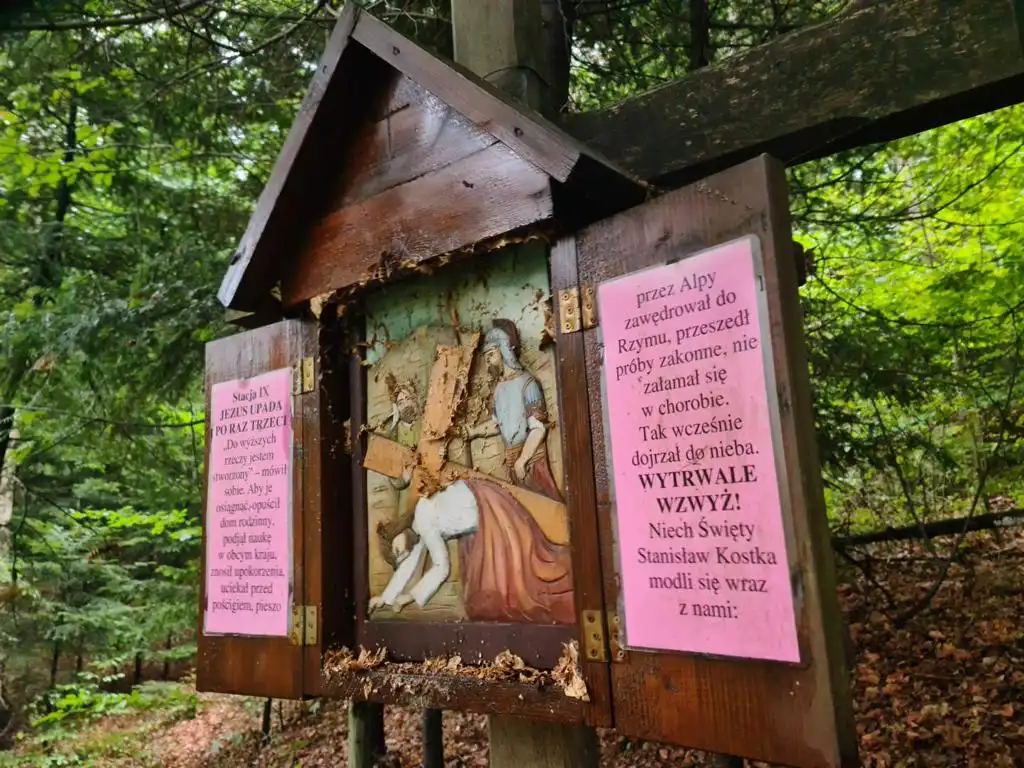 Tropie: szerszenie pogryzły pielgrzymów