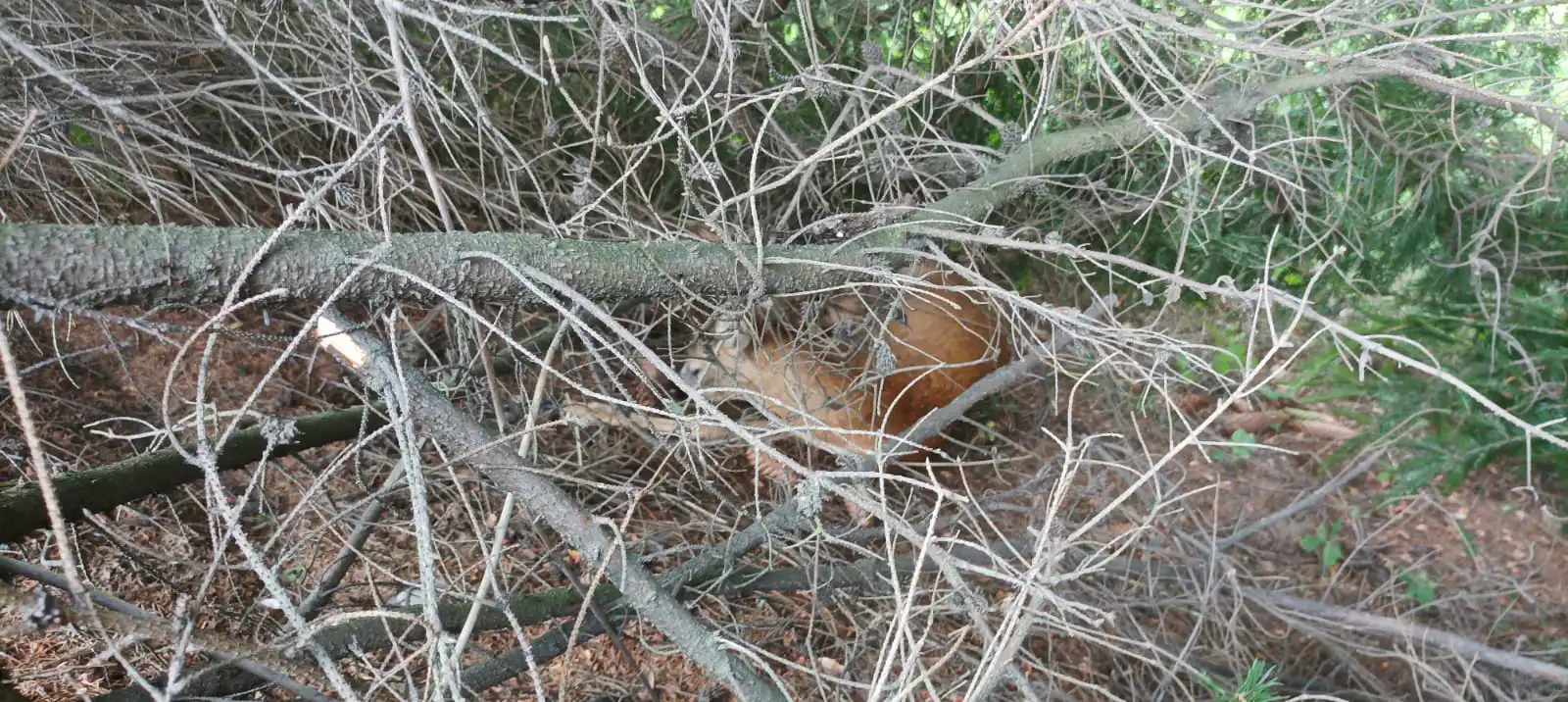 Krużlowa-Wyżna: Strażacy pospieszyli z pomocą potrąconej przez pojazd sarnie