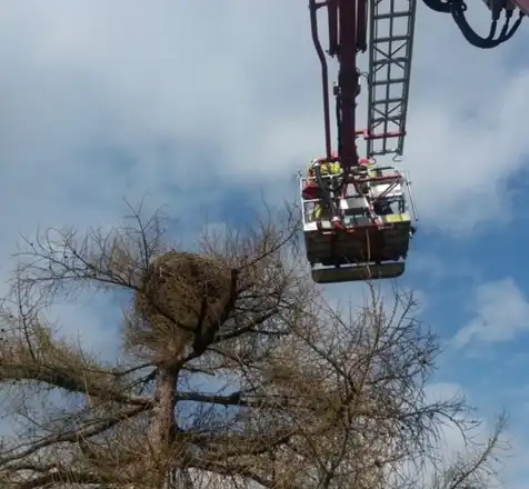 Strażacy pomogli...bocianowi
