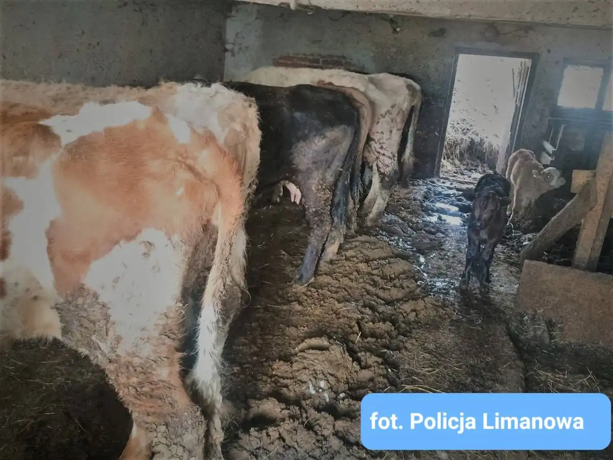 Dramat zwierząt odkryty dzięki KMZB. 21 krów i świnia uratowane z koszmaru