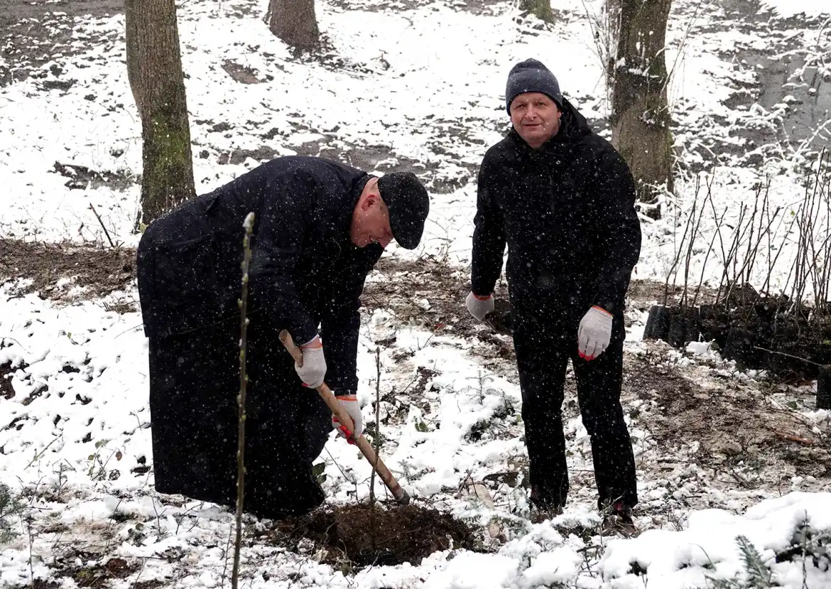 Jarząb brekinia wzbogacił las w Rdziostowie