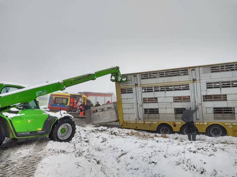 Trzetrzewina: naczepa w której przewożone były zwierzęta osunęła się z drogi