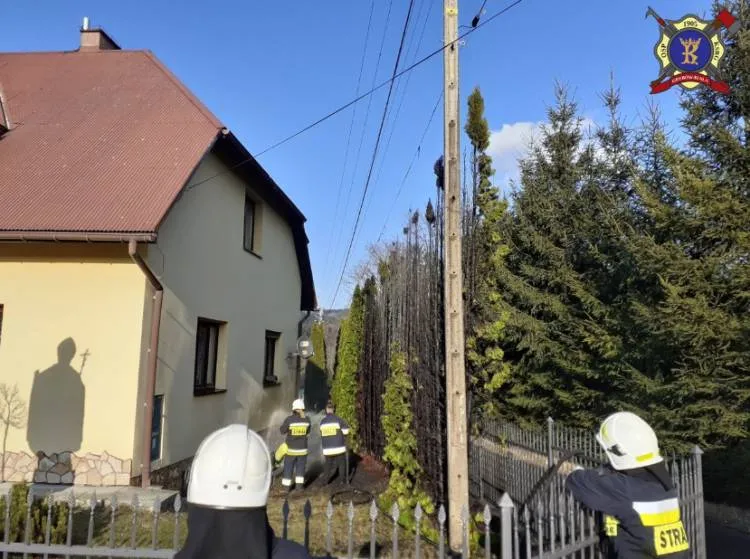 pożar tuji koło plebanii Kąclowa