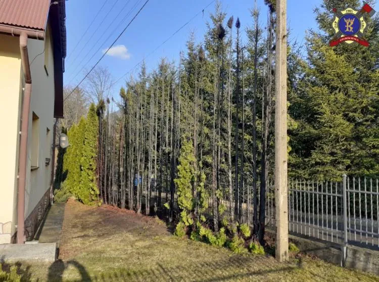 pożar tuji koło plebanii Kąclowa