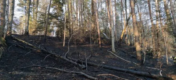 pożar lasu w Bukowcu