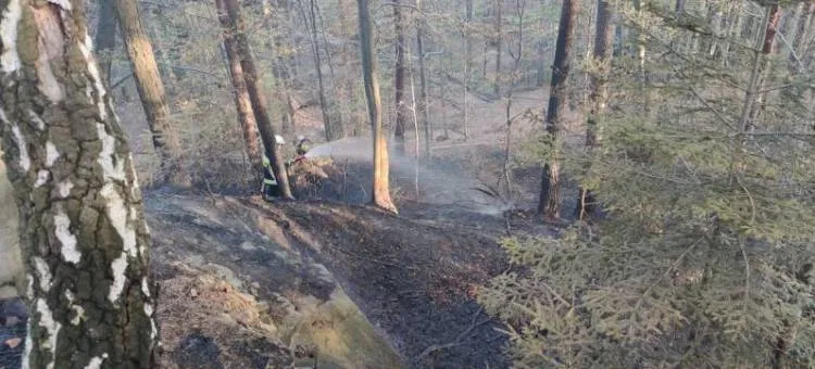 pożar lasu w Bukowcu